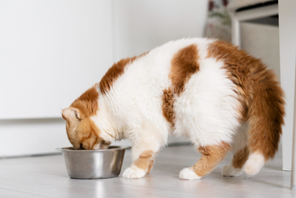 Nutritional Tips for Persian Cats