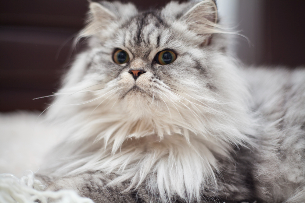 Persian Cat