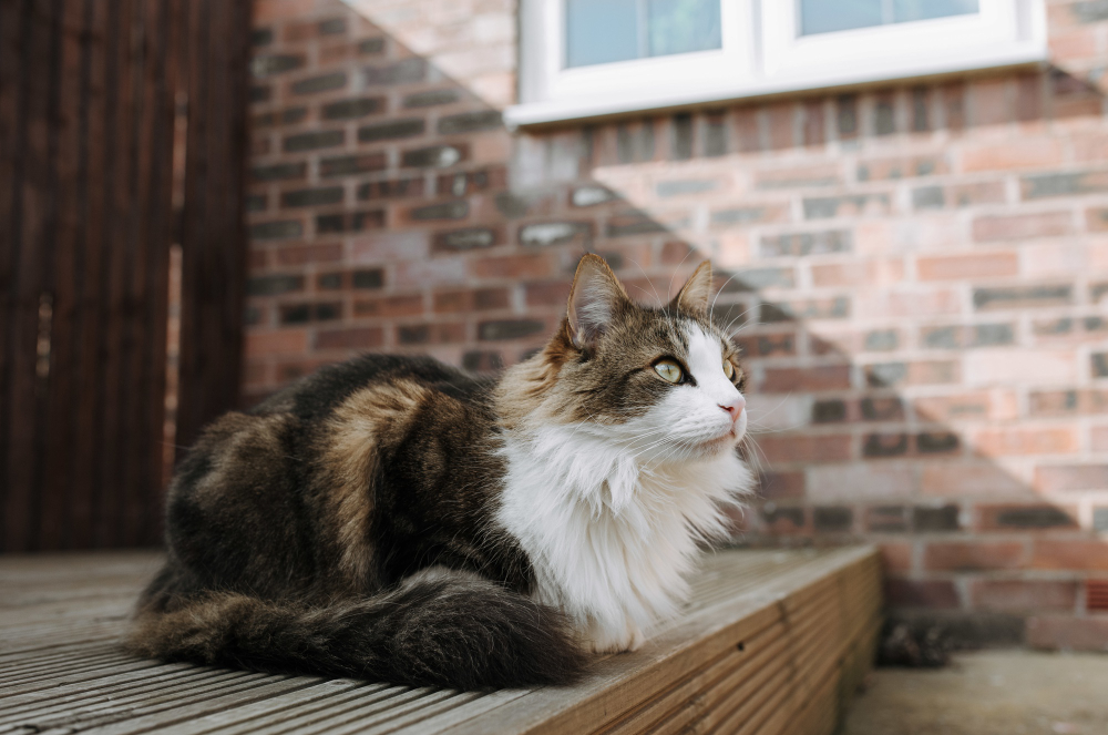 Norwegian Forest Cat Grooming