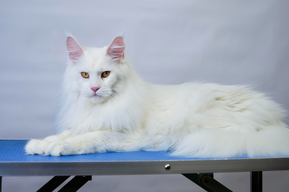 Turkish Van