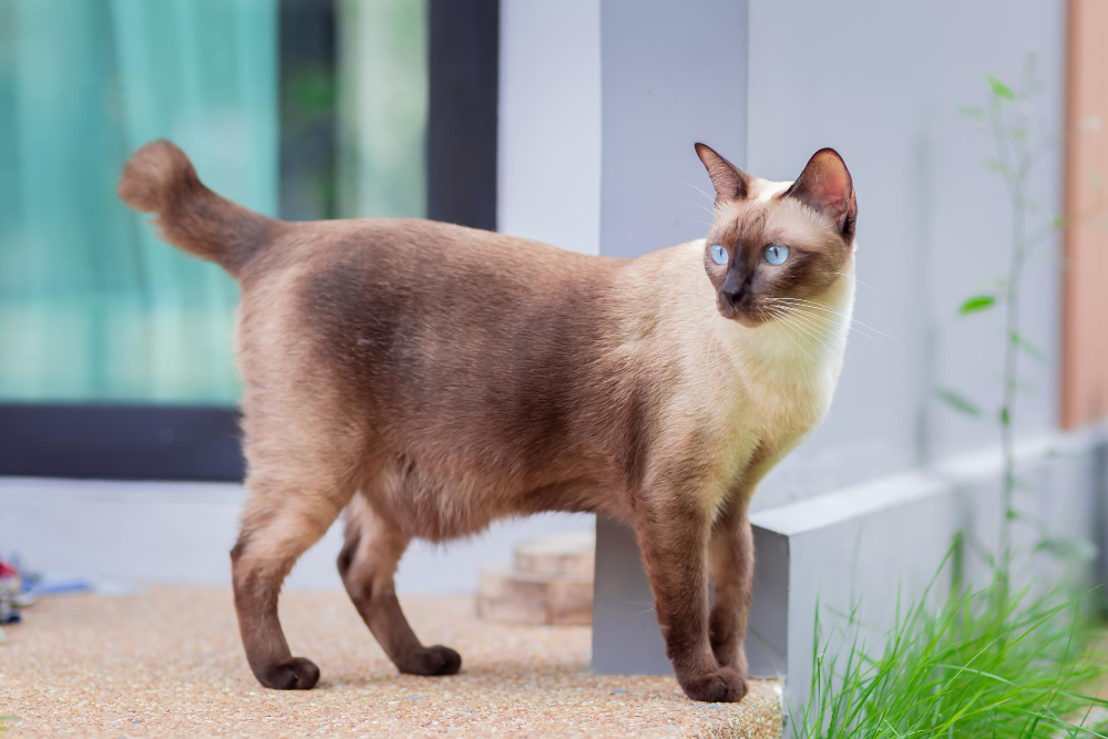 Balinese Cat