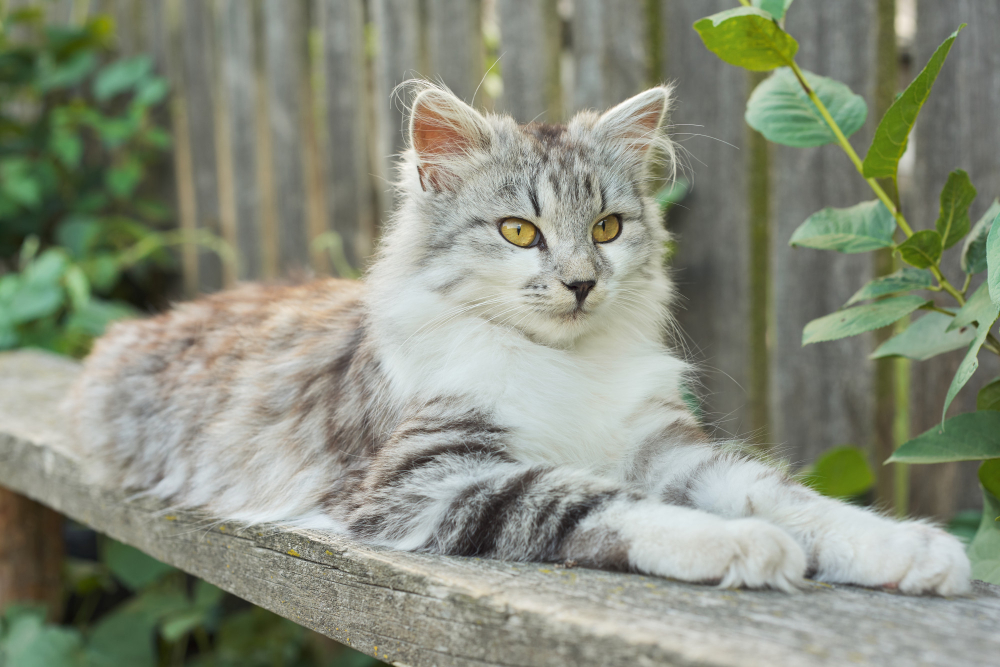 Highlander cat