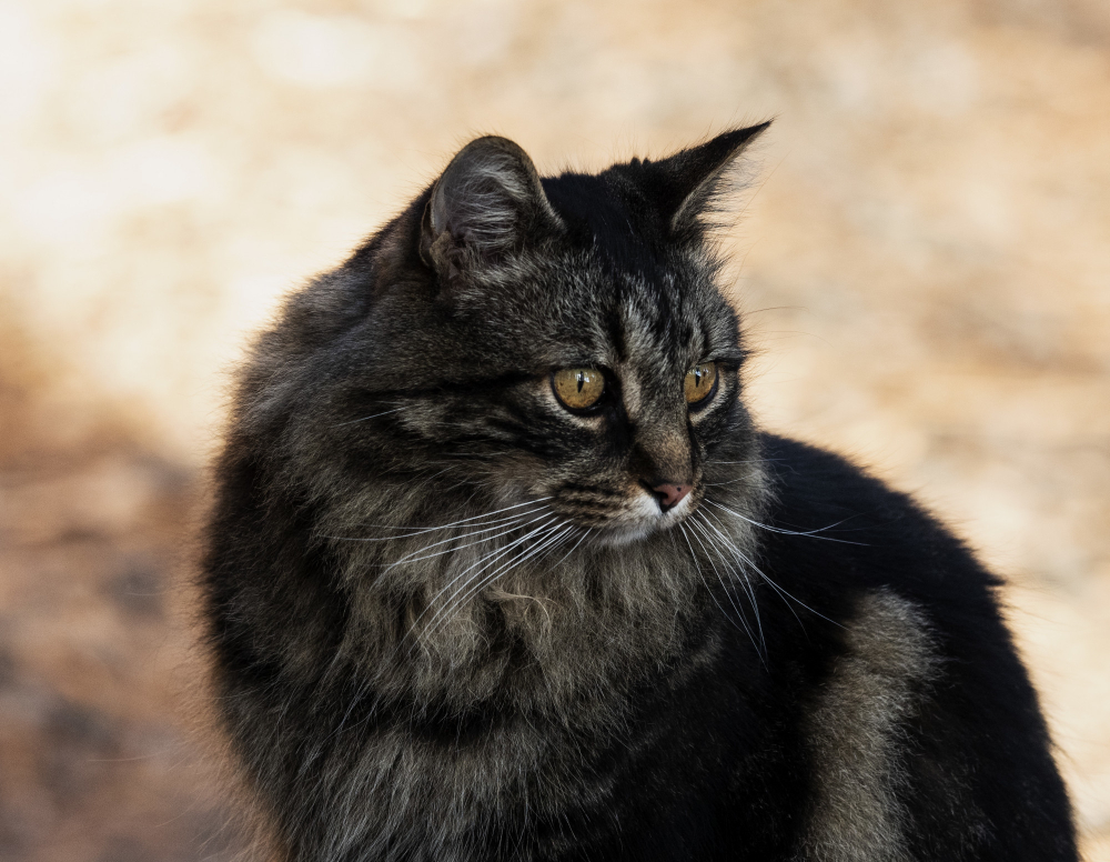 Somali Cat