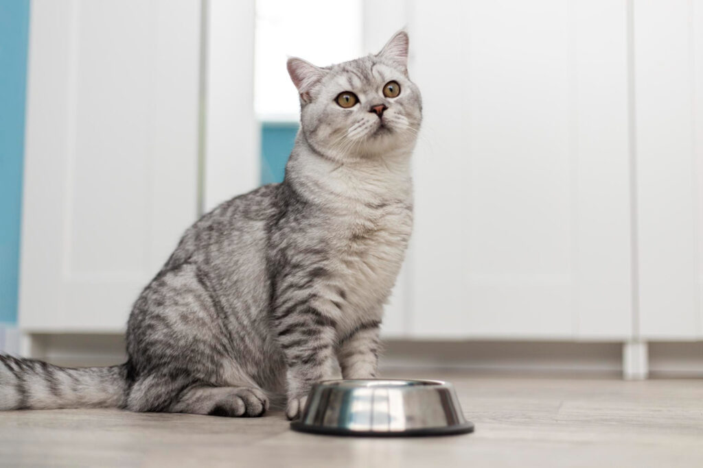 Nutritional Tips for Birman Cats
