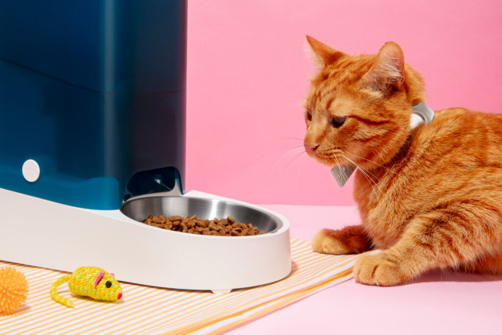 Maine coon food