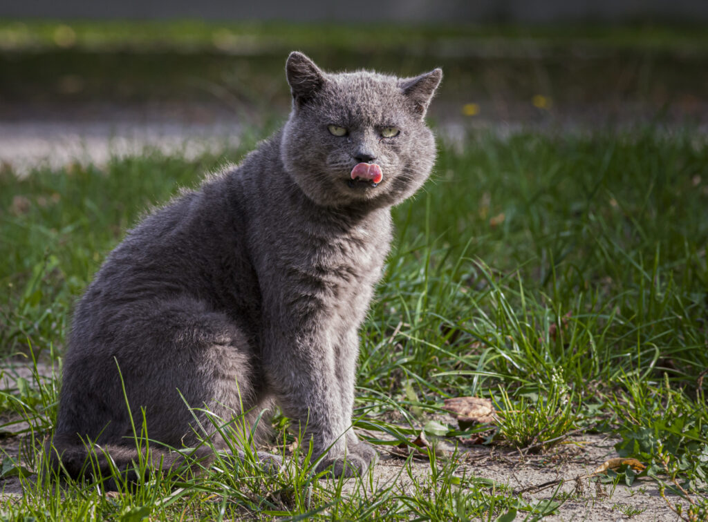 Norwegian Forest Cat Health Issues