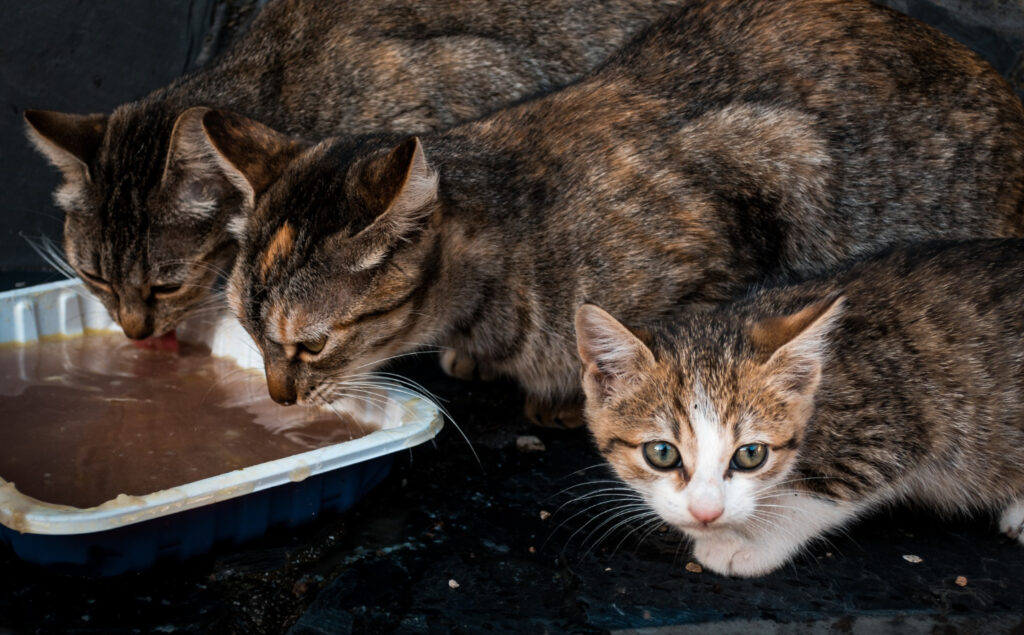 Somali Cat Food