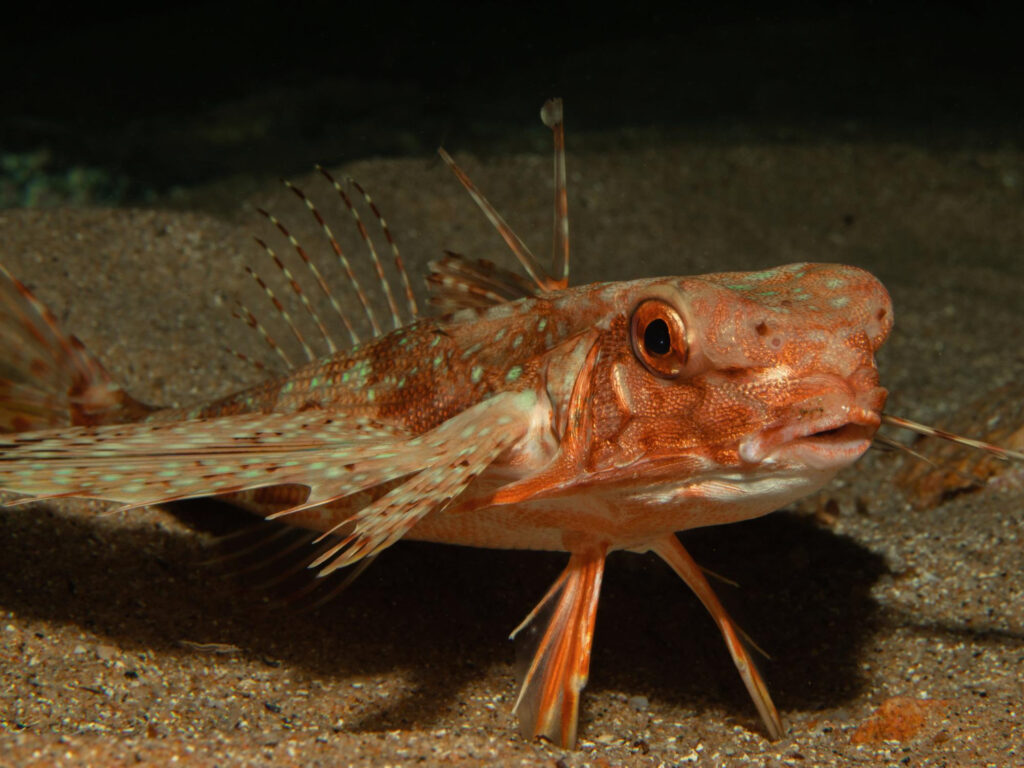 Axolotl (Ambystoma mexicanum)