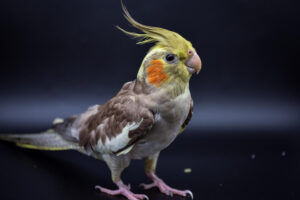 Cockatiel Breed