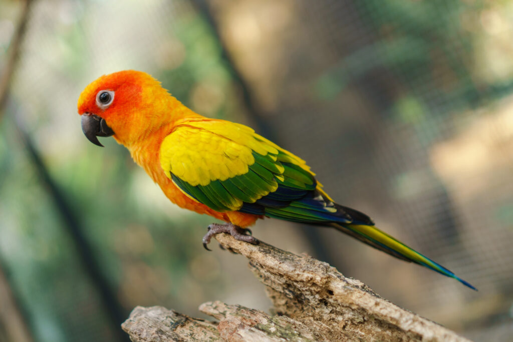 Sun Conure Breed