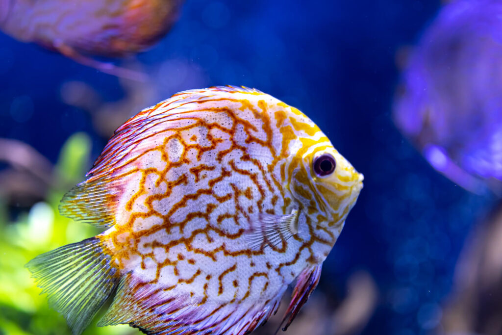 Dwarf Gourami Breed (Trichogaster lalius)