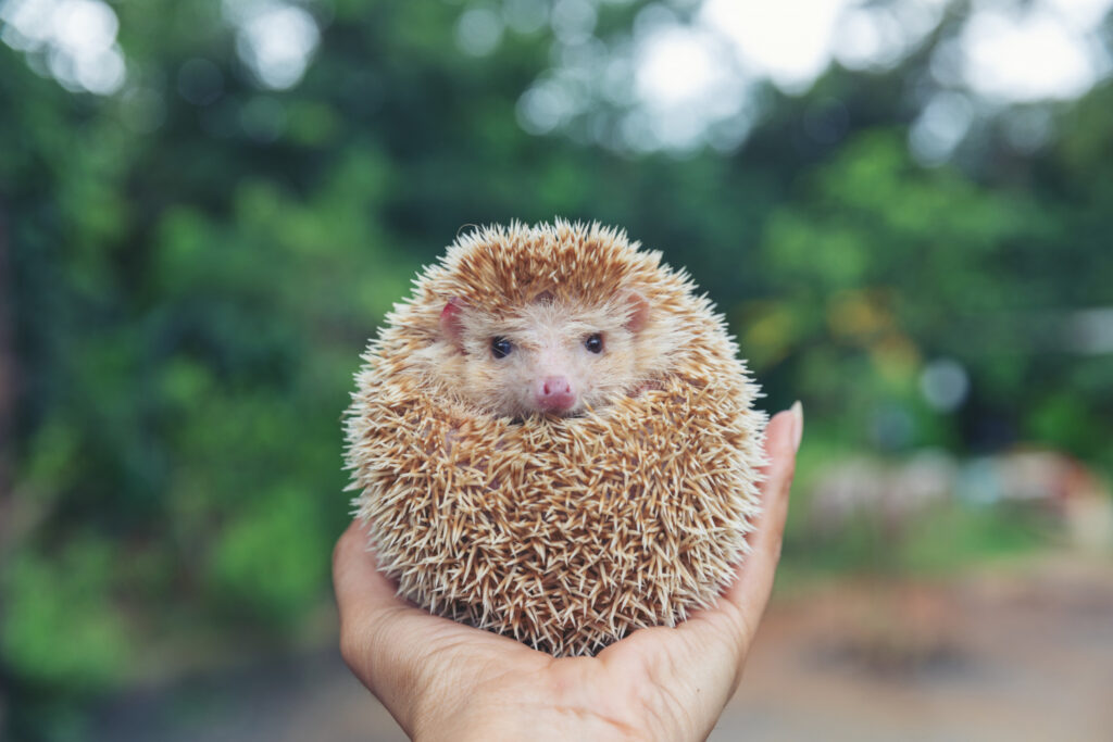 hedgehogs as pet