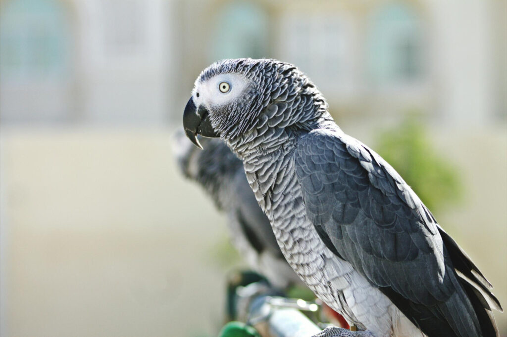 African Grey Parrot Breed