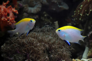 Fish Species