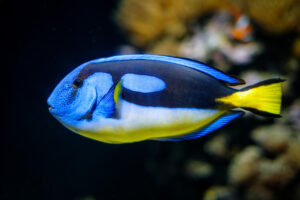Blue tang fish