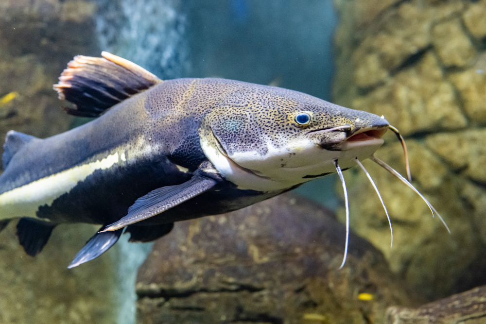 Sturgeon (Acipenseridae)
