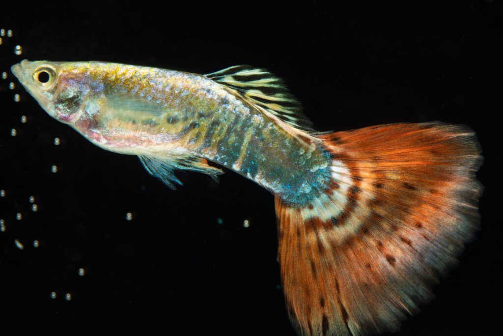 Guppy Fish