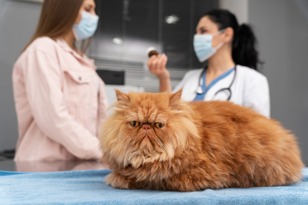 Somali Cat Health Issues