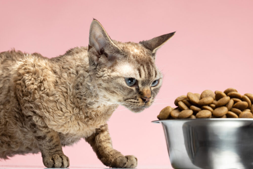 LaPerm Cat Breed health