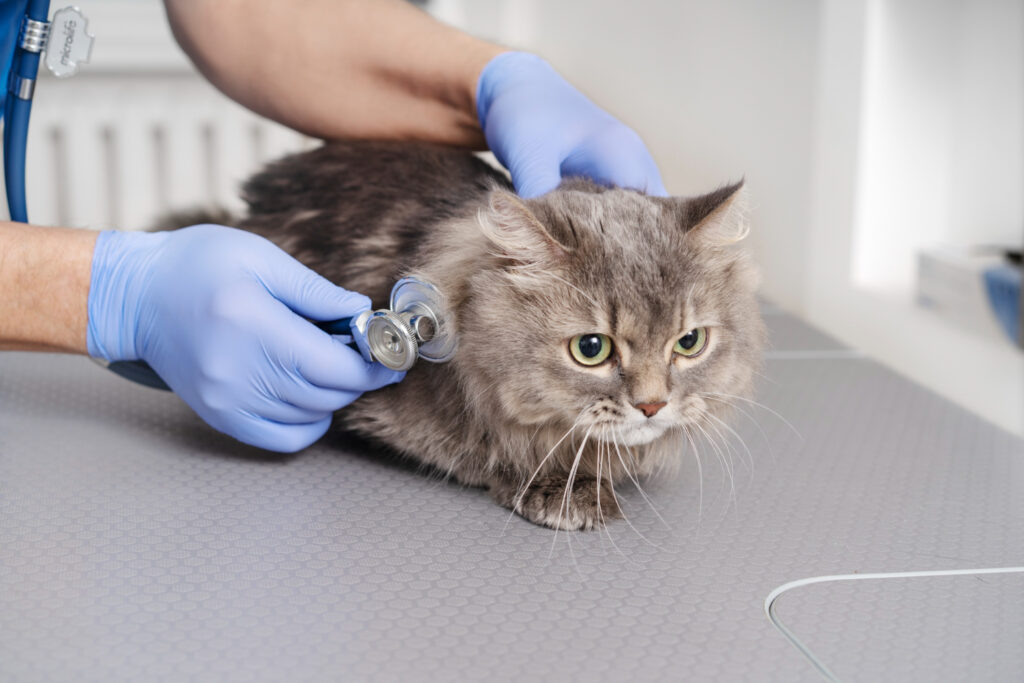 Common Cat Diseases