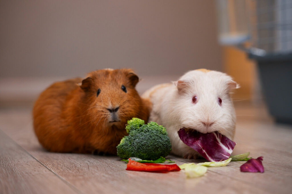 Syrian Hamster lifespan