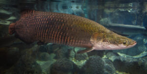 10 Amazing Fish Species That Will Leave You Amazed