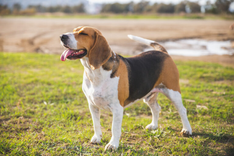 Beagle Dog Breed