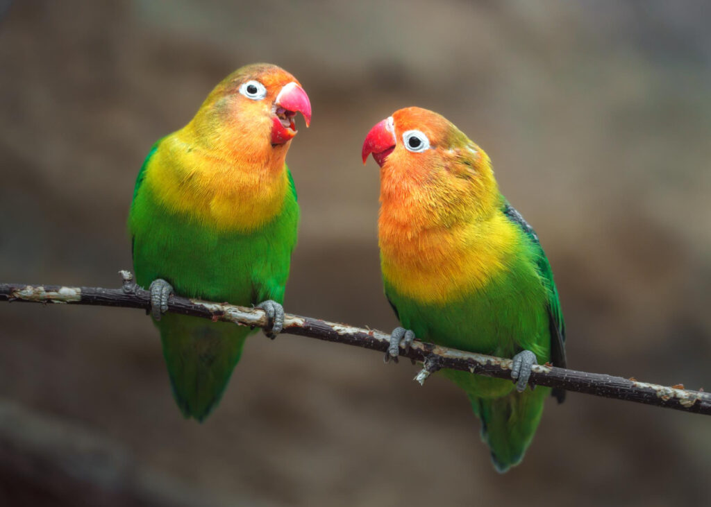 Lovebird Breed