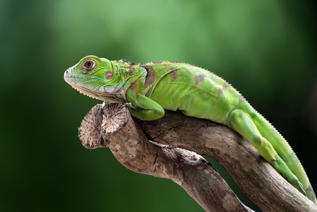 Green Iguana