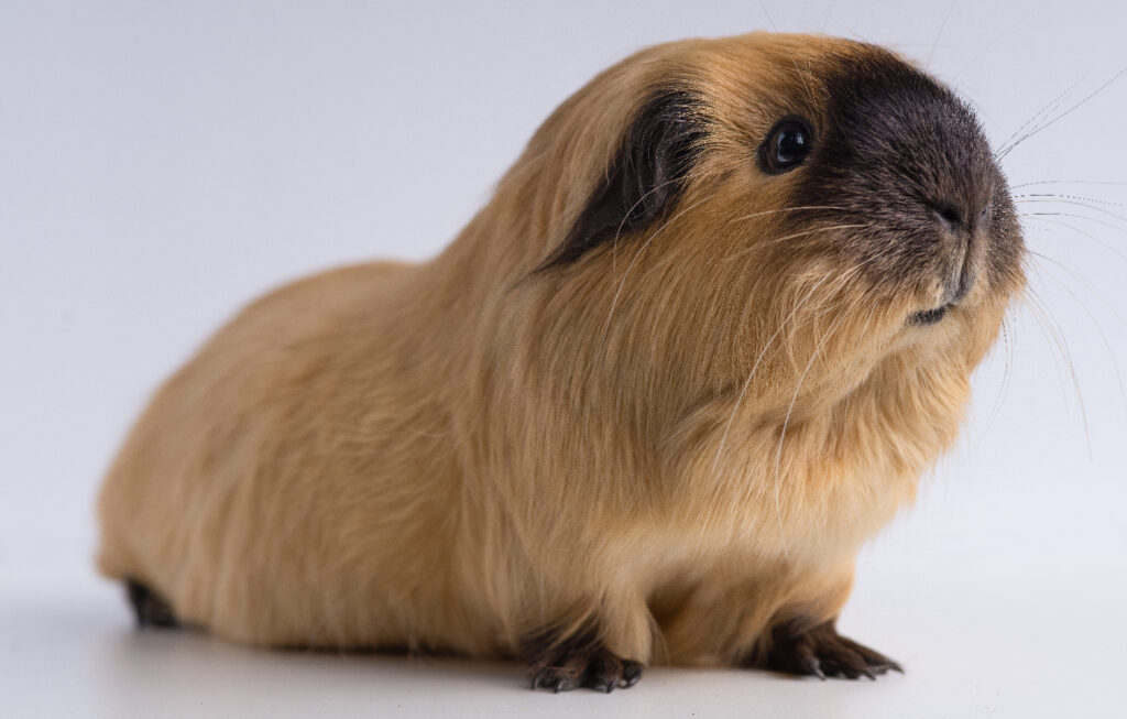 Roborovski Dwarf Hamster breed
