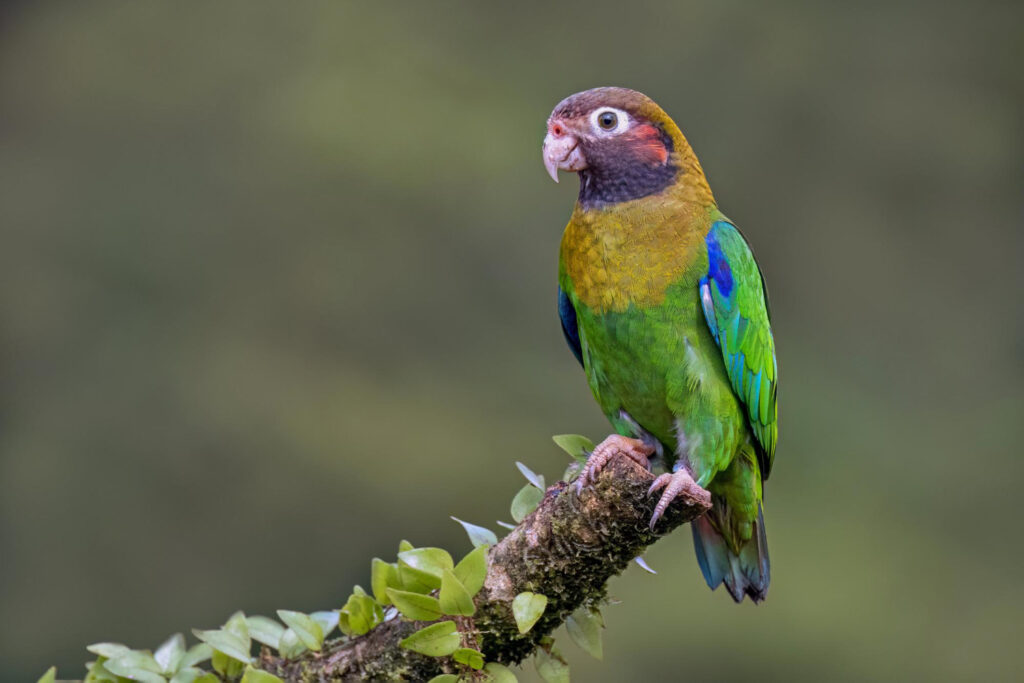 Conure Parrot Breed