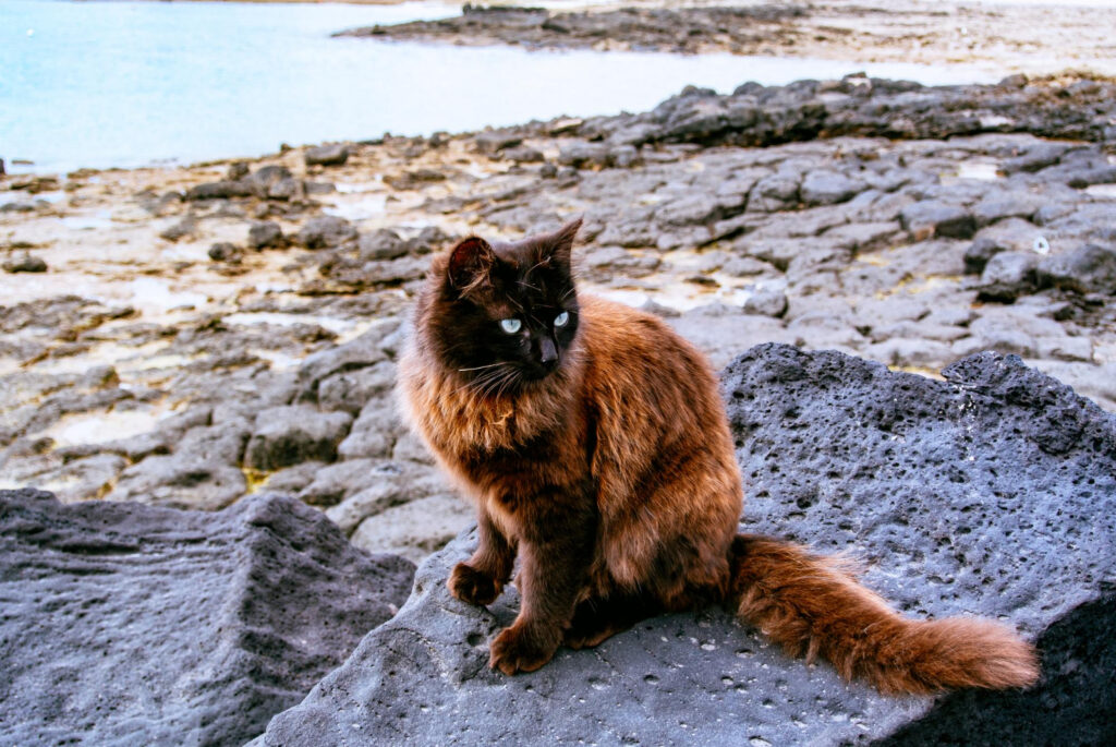 Himalayan Cat health issues