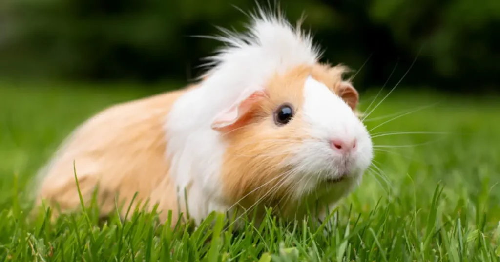 Hamster Breeds