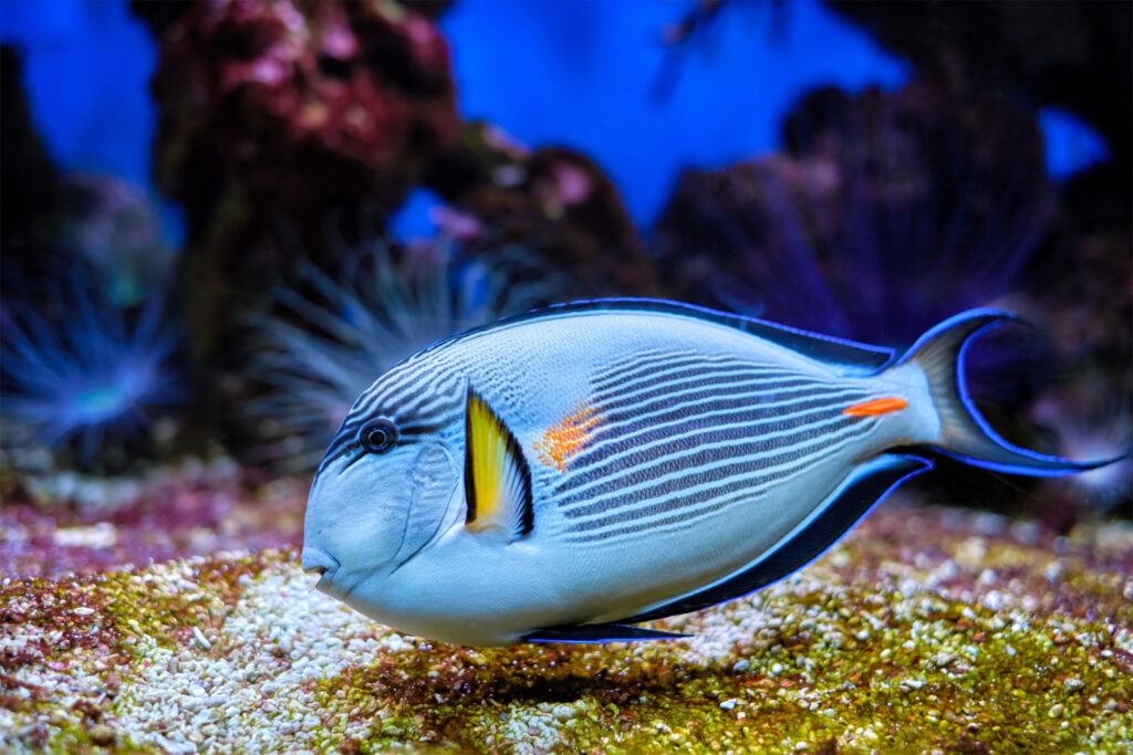 Blue tang fish breed