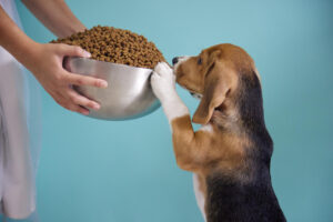 5 best puppy training treats
