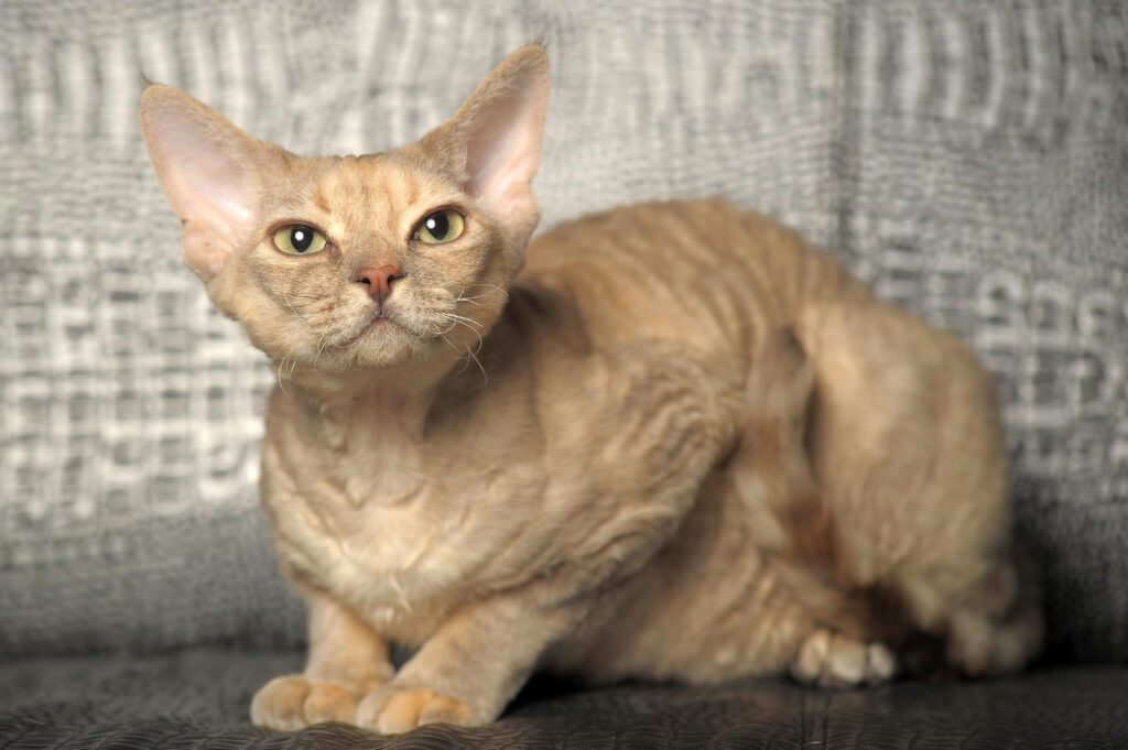 LaPerm Cat Breed