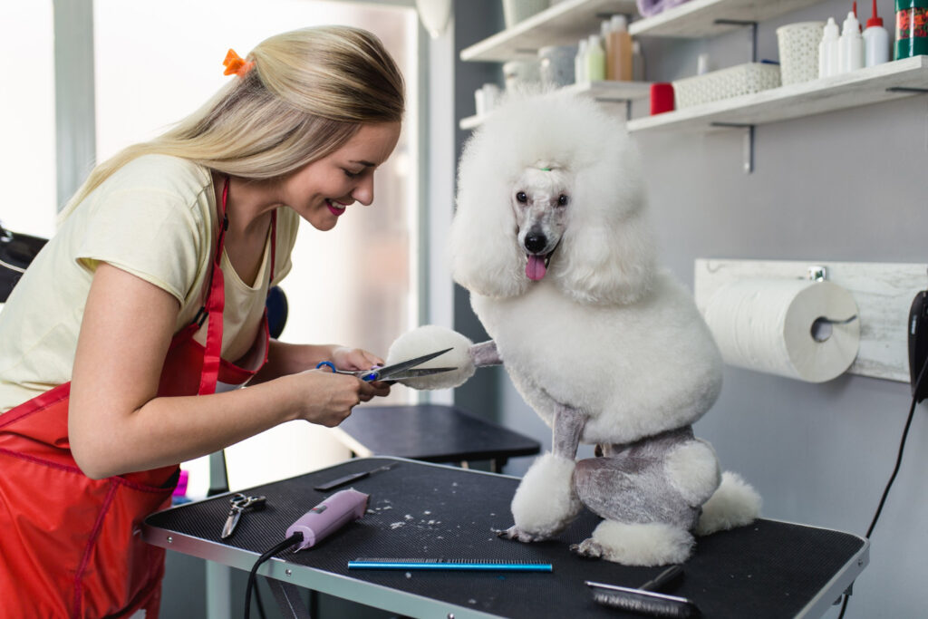 Best dog hair cut style