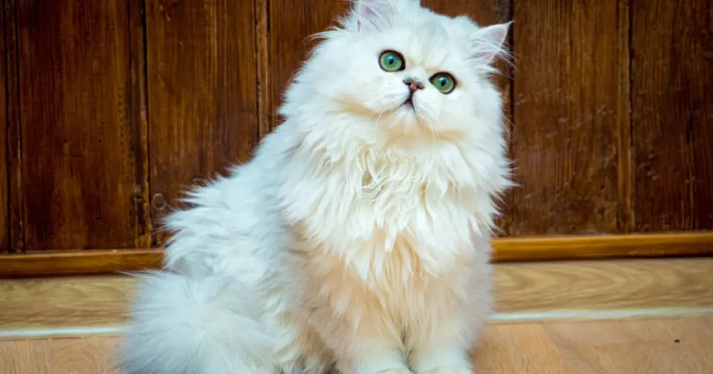 Angora Cat