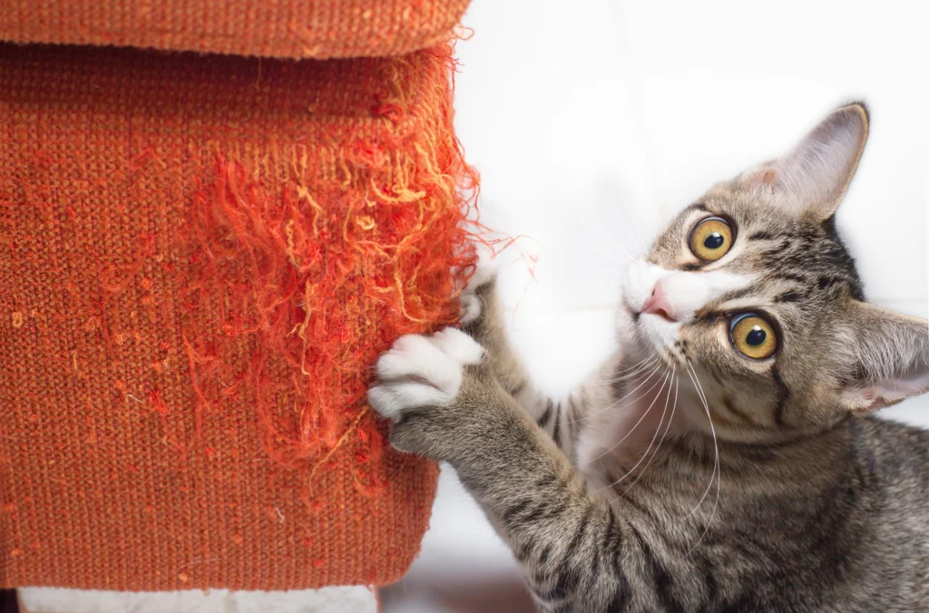 Cats from Scratching Furniture