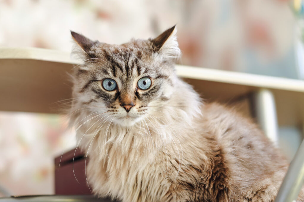 LaPerm Cat Breed: Grooming, Health Issues and Training