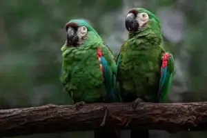 amazon parrot