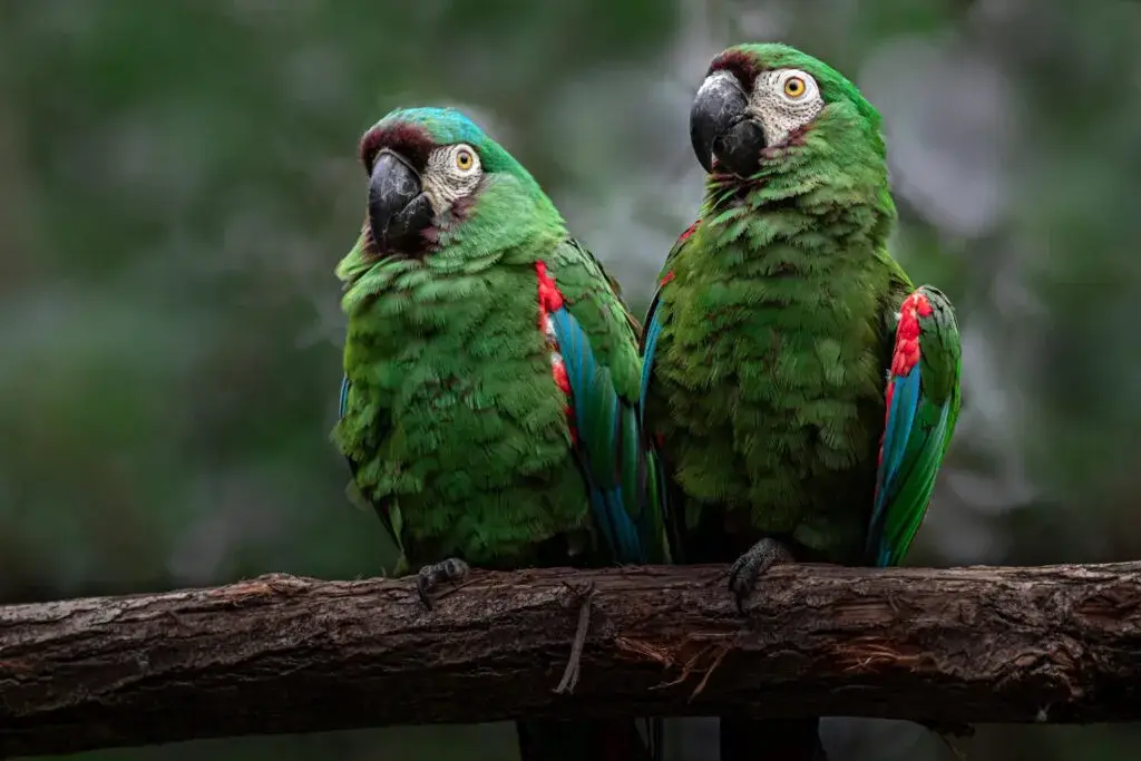 amazon parrot