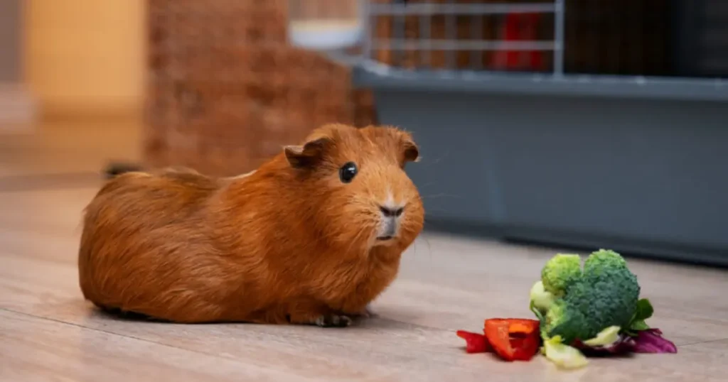 chinese hamster