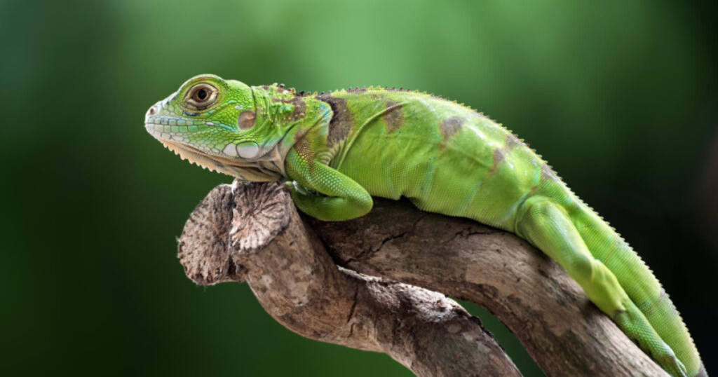 green iguana