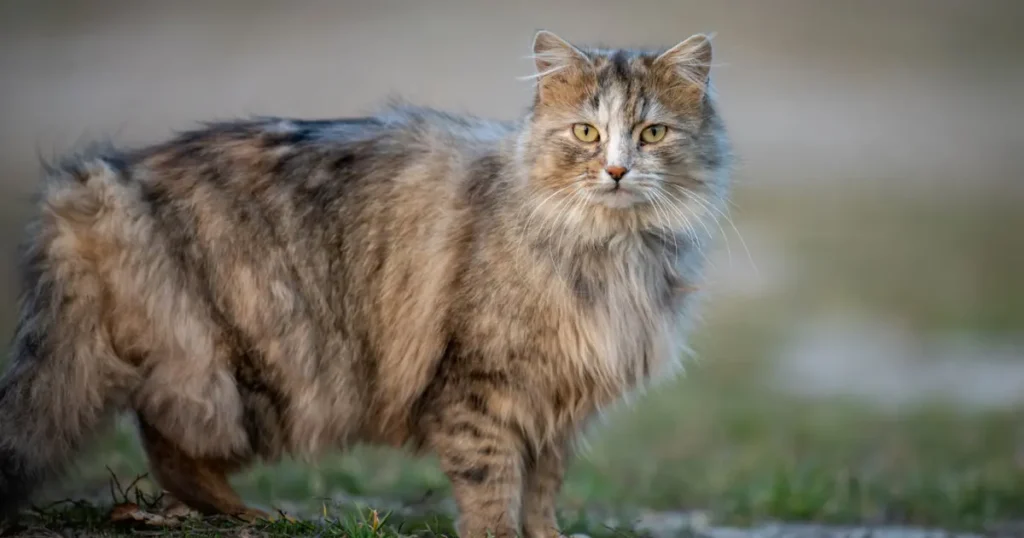 highlander cat
