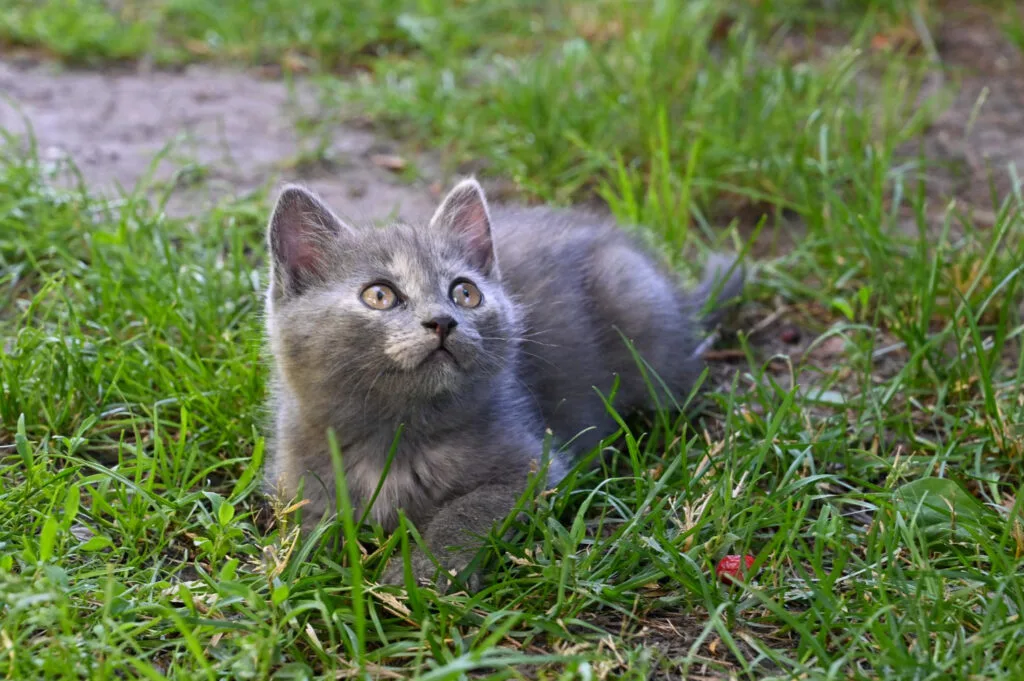 nutritional tips for highlander cats