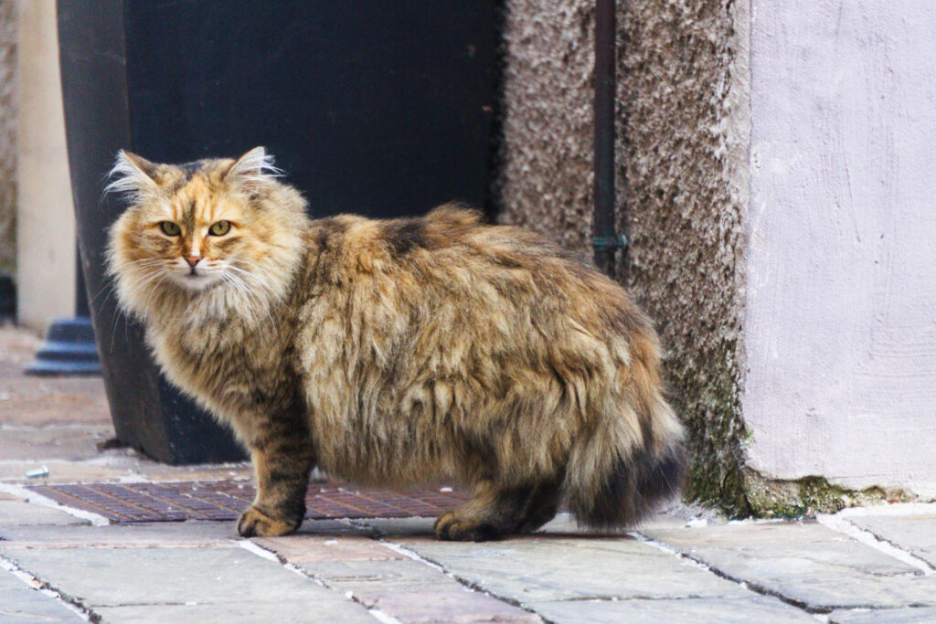 ragamuffin cat
