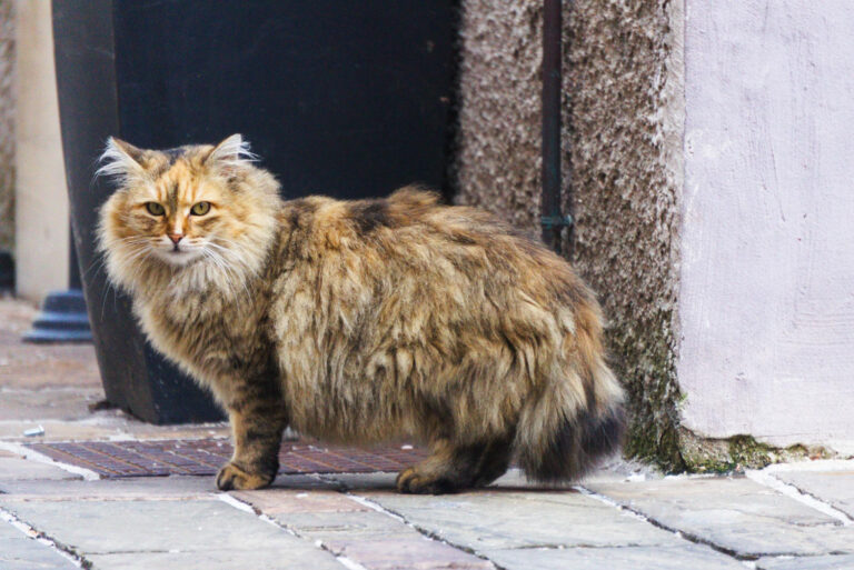 ragamuffin cat