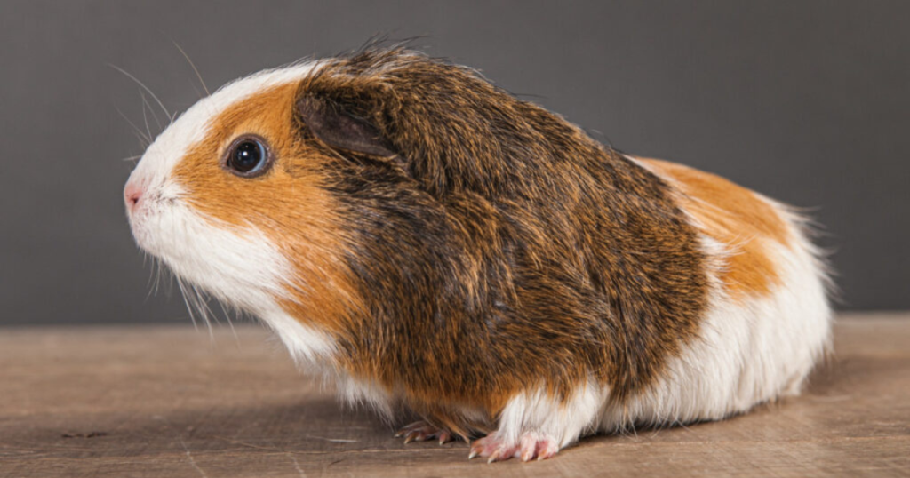 roborovski dwarf hamster