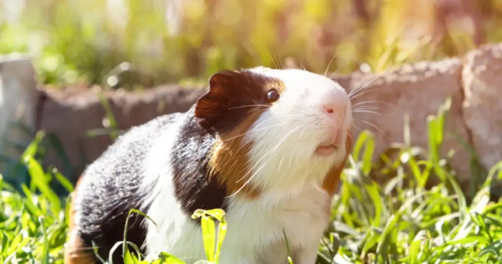 Syrian Hamster Breed